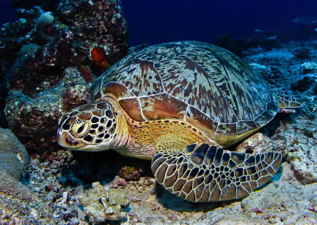 Maalhos  Manta Reserve מראה חיצוני תמונה