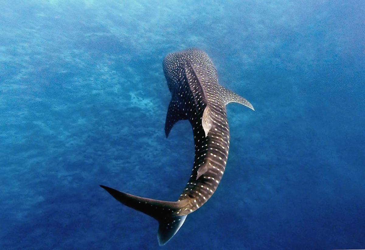 Maalhos  Manta Reserve מראה חיצוני תמונה