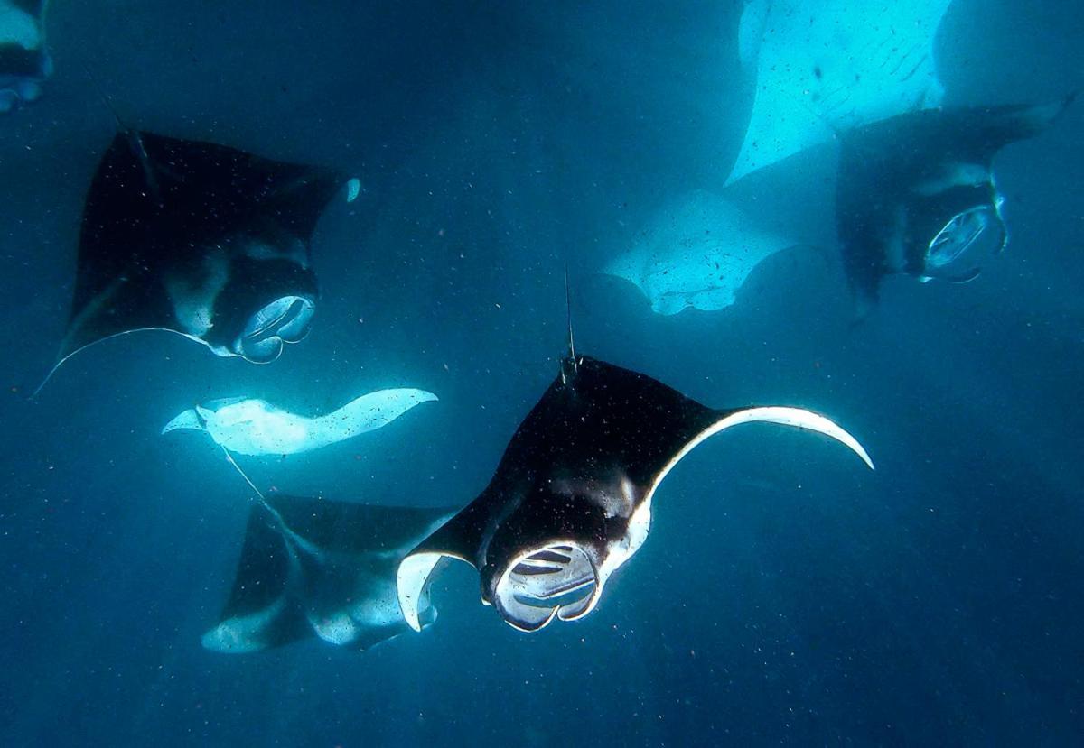 Maalhos  Manta Reserve מראה חיצוני תמונה